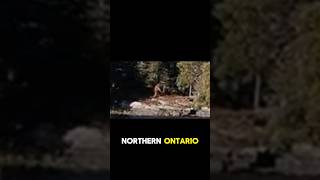 Boater Spots Bigfoot in Ontario, Canada! #bigfoot #cryptozoology #documentary #cryptids #shorts