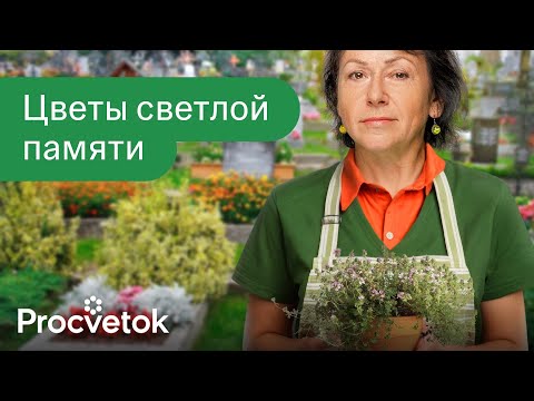 Что посадить на кладбище лучшие неприхотливые и красивые цветы не требующие полива