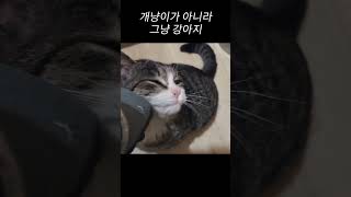 개냥이가 아니라 댕댕이