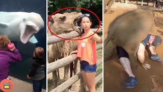 Funny Zoo Fails - Best Compilation