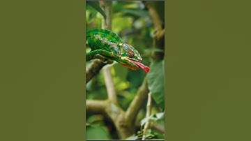 Deadly Tongue Strike | Chameleon Hunts Insect l #shortvideos #viralvideos #chameleonshorts