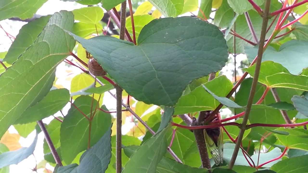 Cicada Invasion 2013 - New Jersey Cicada Takeover - Hundreds Hanging Out - 05/23 - HD