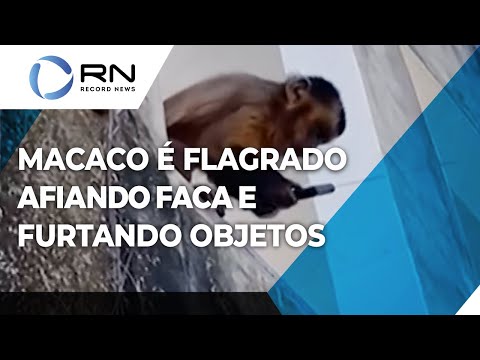 Réu primata! Macaco amolador de facas nos lembra de que símios são