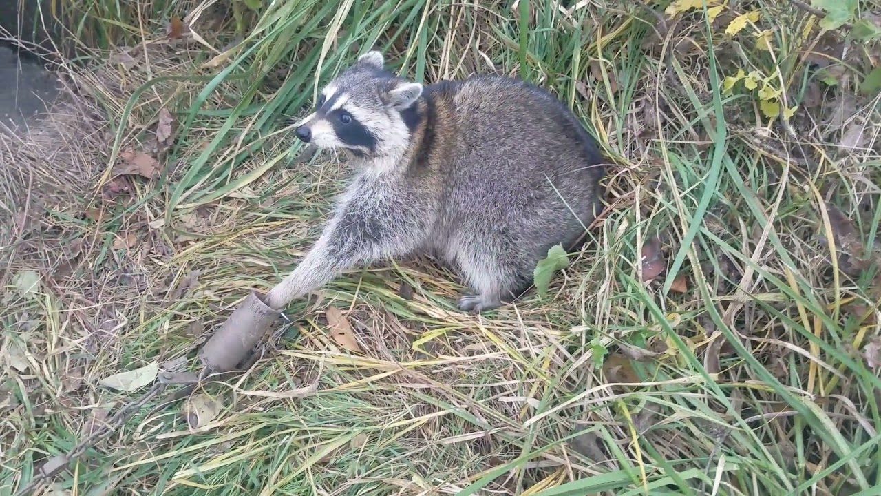 Trapping in Iowa YouTube