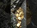 Don't Ignore Mossy Rocks... Here's Why! 😱✨ #shorts #gold #mining #shortsgold #asmr