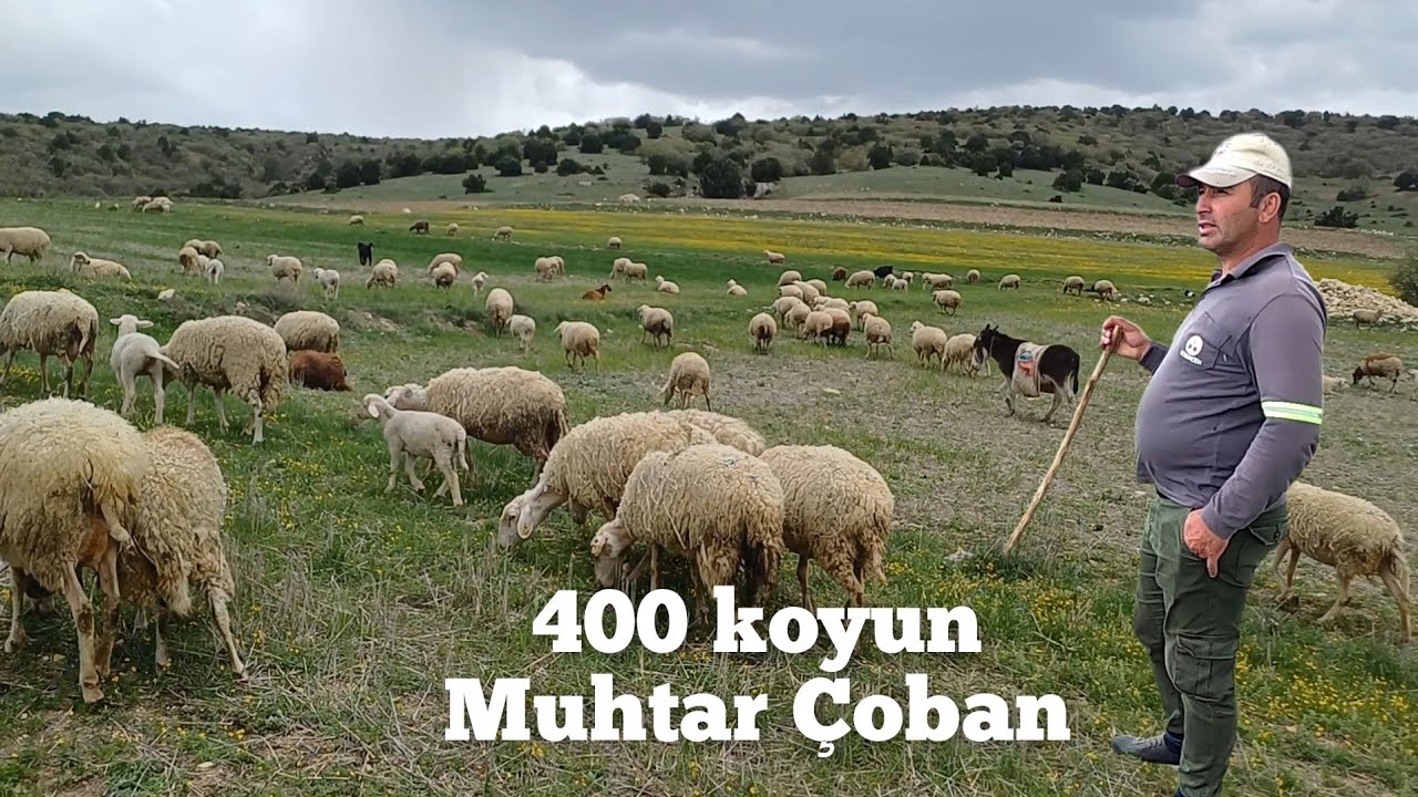 3 Çoban 3 Sürü Yanyana - Çoban Çayı ve Sohbeti #hayvancılık #koyun