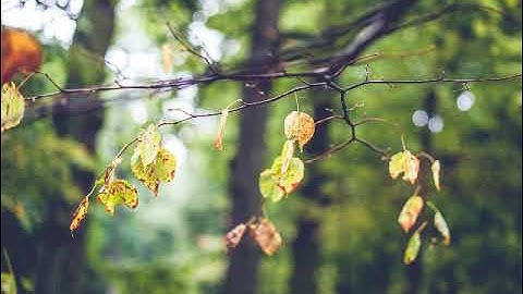 سورة يس بصوت القارئ وليد بن حمد المرزوقي