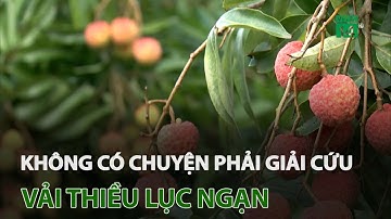 Không có chuyện phải giải cứu vải thiều Lục Ngạn | VTC14