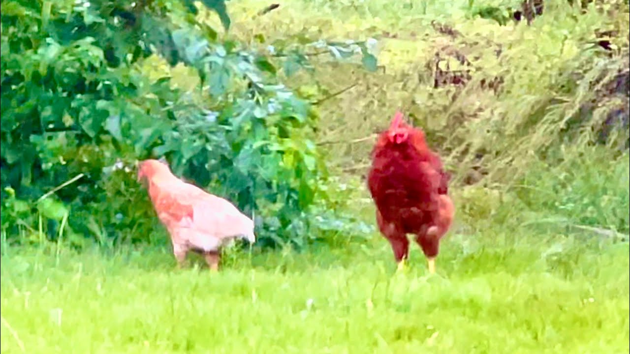 Громовая прогулка цыпленка