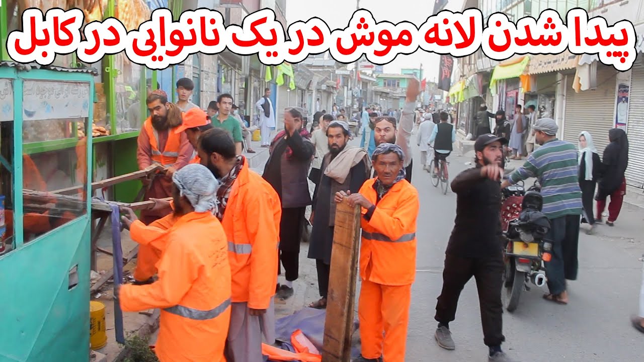 پیدا شدن لانه موش در یک نانوایی در کابل