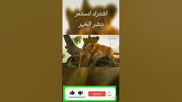 قراءة هادئة تريح القلب -ان قران الفجر كان مشهودا -قران الصباح -القران الكريم 2025