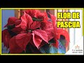 🌺 Cuidados de la Flor de Pascua [Cuetlaxóchitl]🎄☃️