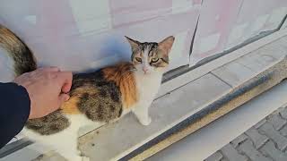 Petting A Friendly Calico Cat