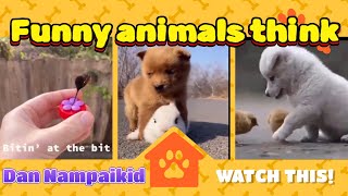 Funny animals think ||Dan Nampaikid