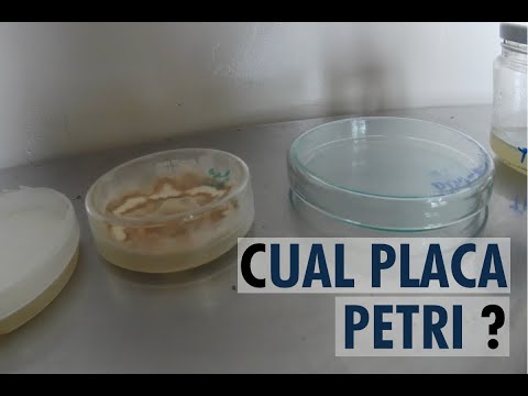 Video: ¿Se pueden reutilizar las placas de Petri?