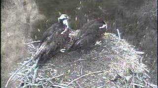 Dpof Osprey Some Real Mating Going On.. Check Pic At End