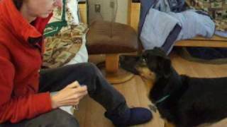 How to Capture a Dog Behavior & Put It on Cue: Teaching Your Dog to Lick her Chops on Cue