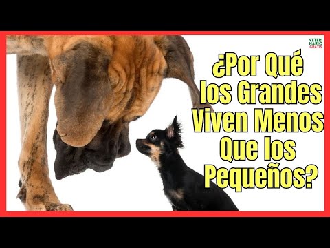 Video: ¿Por qué las razas de perros pequeños viven más tiempo?