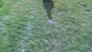 Felix Flyball Training