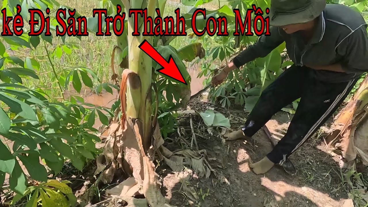 Vô Tình Chụp Được Con Rắn Khi Đi Săn Mồi || Giang Ca SB # 58