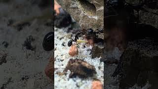 Wen Zwei Sich Streiten Kommt Irgendwann Ein Dritter Grosser.