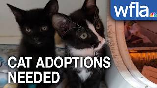 Hillsborough County Pet Resource Center at nearly 700% capacity for cats