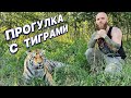 ПРОГУЛКА С ТИГРАМИ/ ОХОТА В ДЖУНГЛЯХ/ ПАРК ЛЬВОВ ЗЕМЛЯ ПРАЙДА