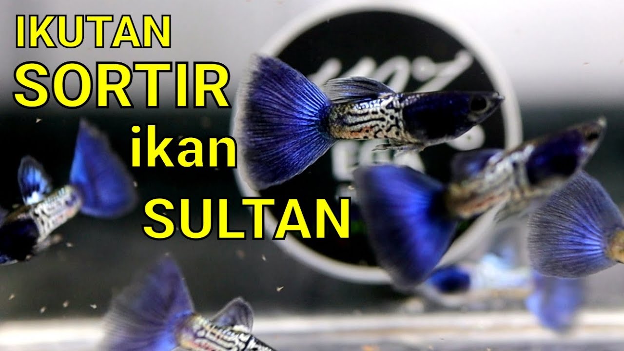 GAK ADA OBAT , GUPPY INI BENERAN SUPER CANTIK !! METAL SNAKE SKIN BLUE TAIL LEVEL PEDAS