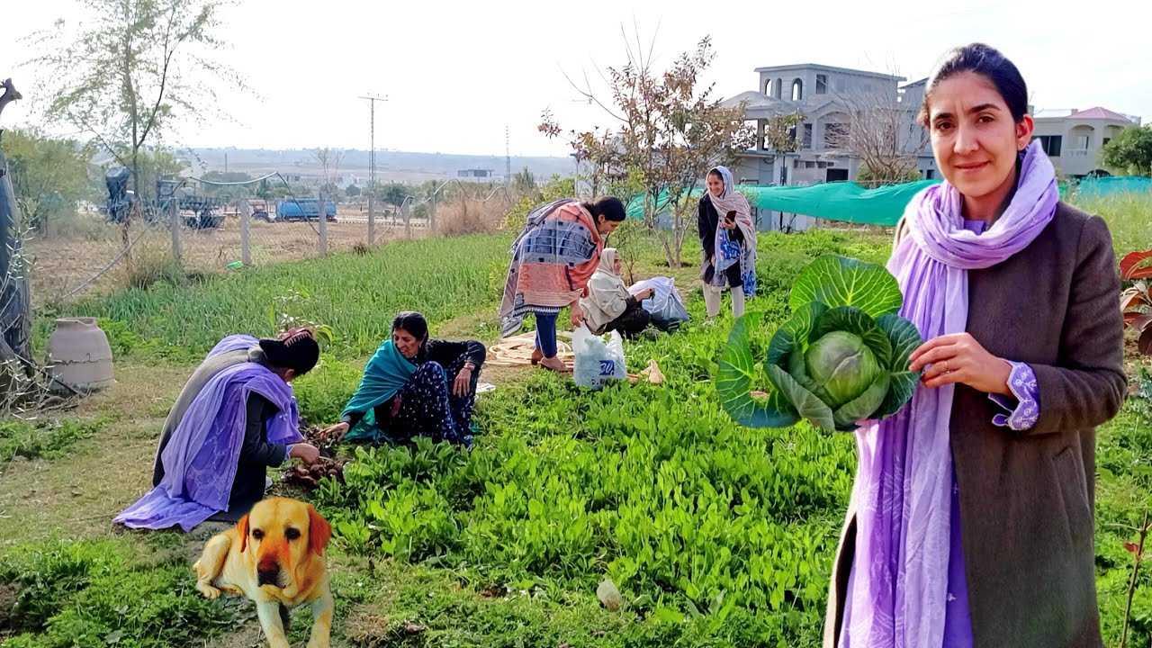 Fresh Farm Harvest: Picking Crunchy Cabbage with My Team in Spring 🌿