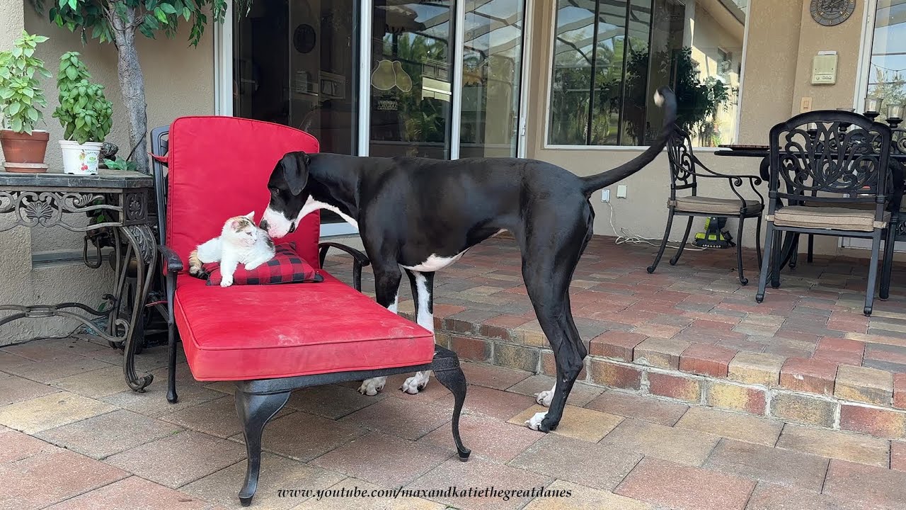 Funny Great Dane Resists Temptation To Pester Napping Cat  - Let Sleeping Cats Lie