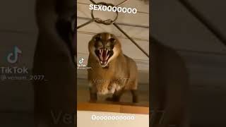 SEXOFOREVER ❤🐱🍀 #foryoupgage #sexy #adoptmefyp #fyp #parati #memes #tiktok #floppa