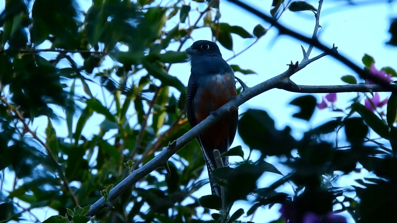 Trogon surrucura 