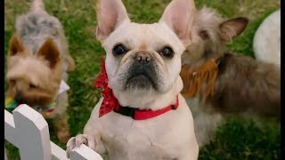 🎞 Собачьи дни (Dog Days) 2018 🎞 Собачьи дни (Dog Days) 2018