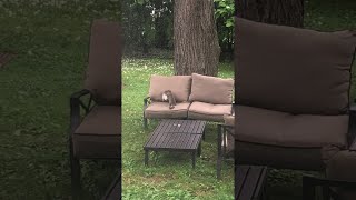 Squirrels Feud For The Nut || ViralHog