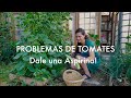 Problemas en el Huerto | Un verano sin Tomates? El truco de la Aspirina.