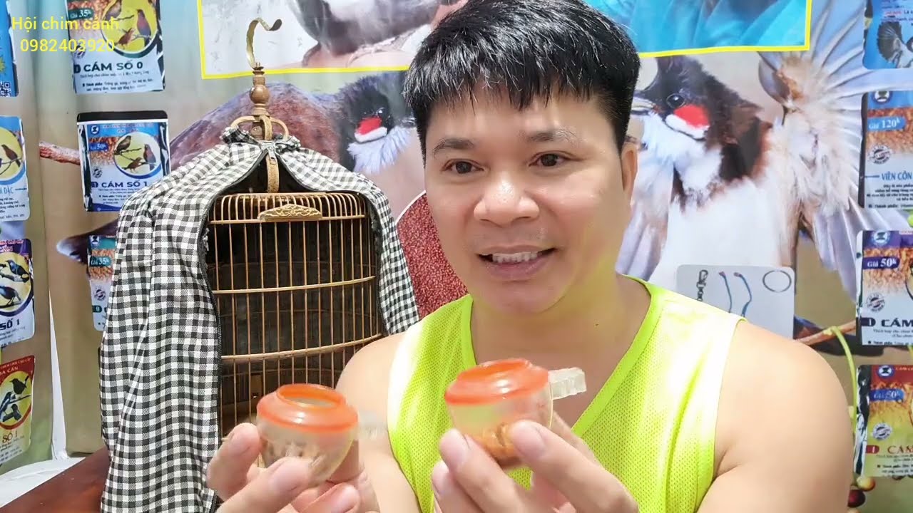 Cách ghép cám cho chim 'chích chòe lửa'