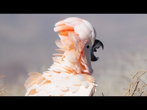 Video: Kaip rasti ir prižiūrėti laukinių paukščių kiaušinius: 8 žingsniai