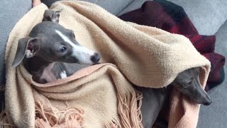 犬生初？のお引越しで大興奮からのお疲れモードな犬【イタリアングレーハウンド】