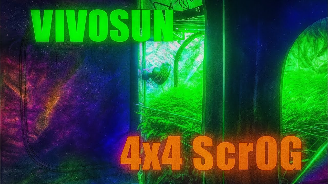 VIVOSUN 4x4 Grow Update Going for 2 pounds 