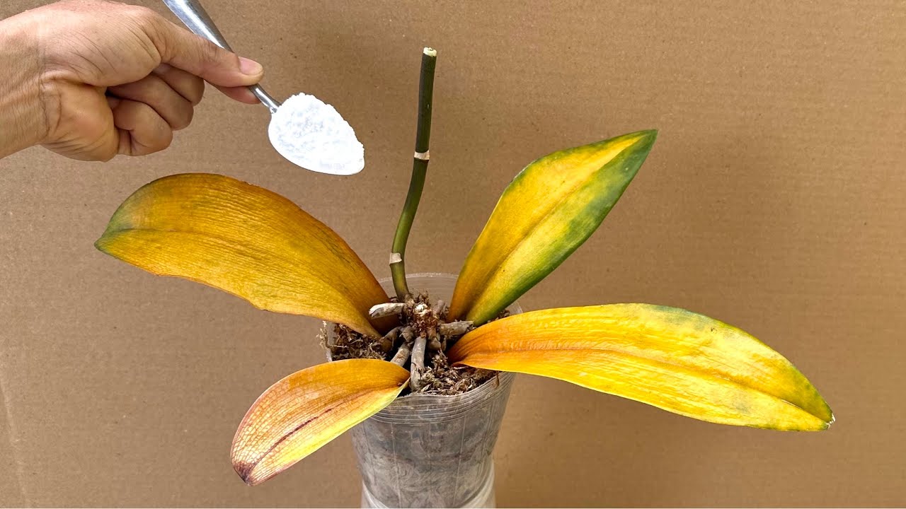 Посыпьте 1 ложкой! Вы будете удивлены, когда орхидеи чудесным образом оживут.