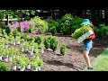 Transforming the privacy berm with gorgeous annuals