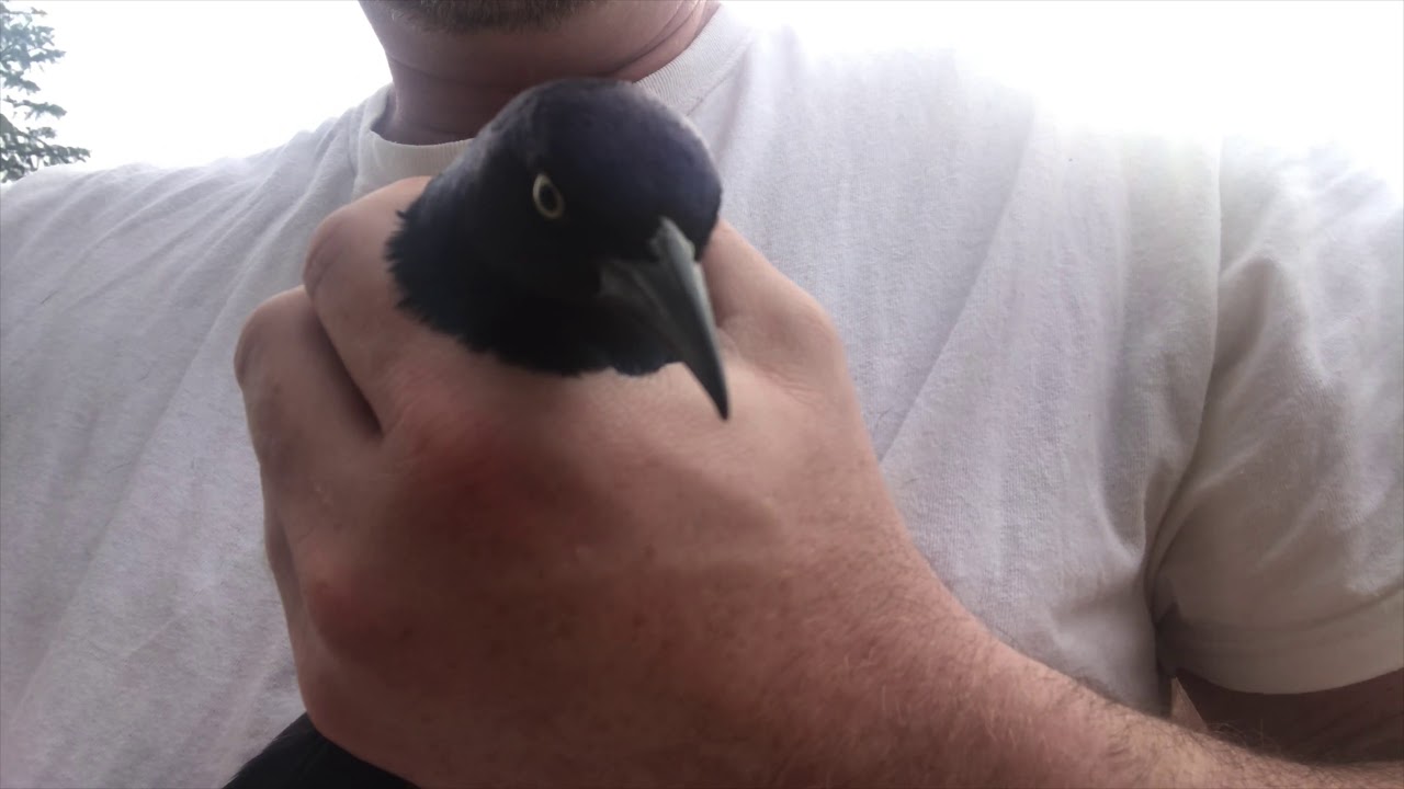 Wild Bird Rescue YouTube