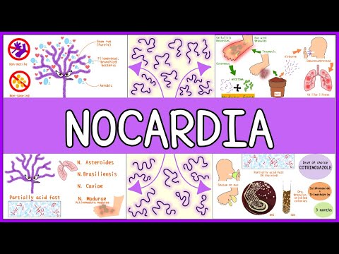 Nocardia  Microbiology: Morphology, Pathophysiology, Symptoms, Diagnosis, Treatment