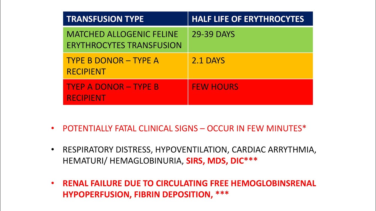 Blood Transfusion reactions in veterinary medicine YouTube