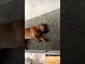 Chú chó đang ngủ thì bị làm phiền 🤣 #dog #pets #cute #funnyshorts #funnyvideo #vlog #chill