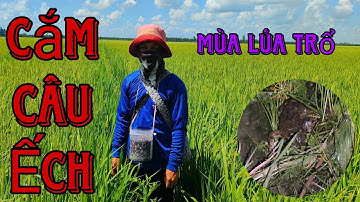 Thăm Câu Ếch Mùa Lúa Trổ Dính Toàn Ếch Khủng Lôi Cần Câu || Học vlog cuộc sống đồng quê