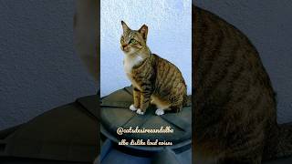 Alba Dislike Loud Noises #catsdesireeandalba #shorts #cats