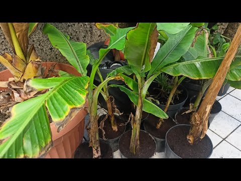 634#. Separating Musa Helens Hybrid seedlings.