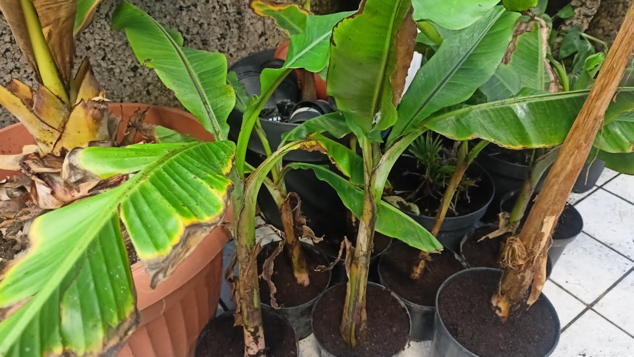 634#. Rozdzielanie sadzonek Musa Helens Hybryd.