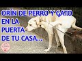 ✅ ORíN DE PERROS Y GATOS en la puerta de TU CASA / Dulce y Natural.